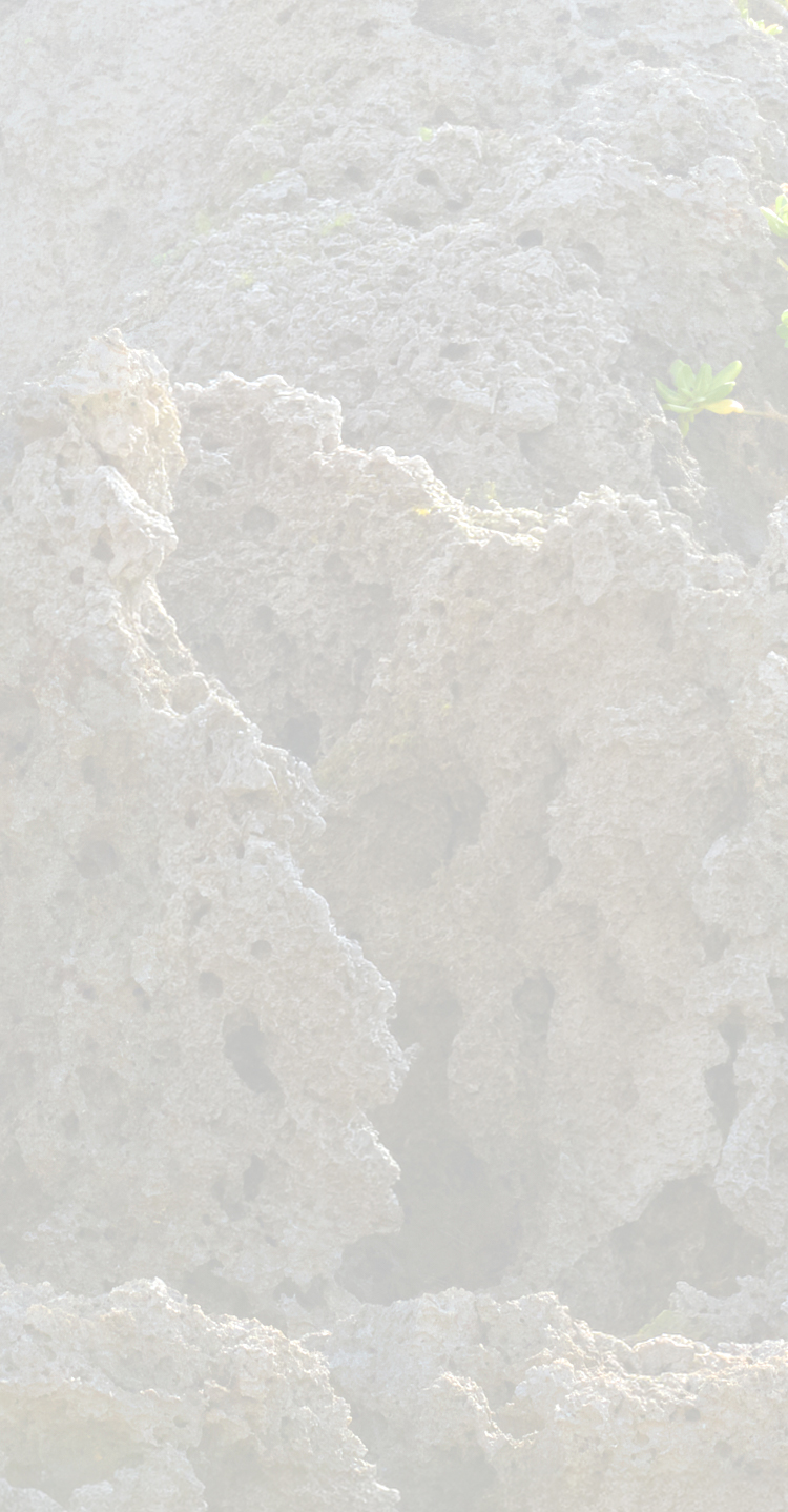 LIGHT LAYERS, BLOOMING